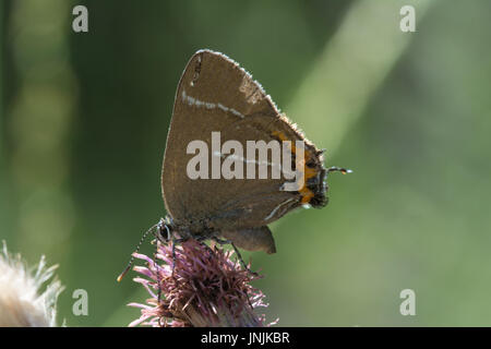 Close-up di bianco-lettera hairstreak (farfalla Satyrium w-album) raccogliendo il nettare dai rovi Foto Stock