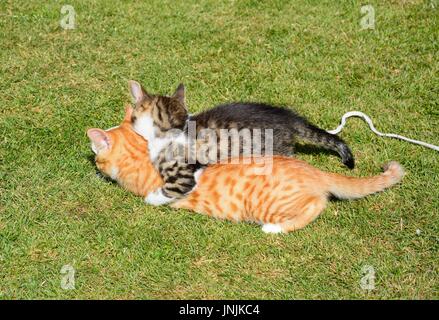 Nove settimane vecchio grigio tabby e dodici settimane vecchio zenzero gattini giocare in giardino, UK. Foto Stock