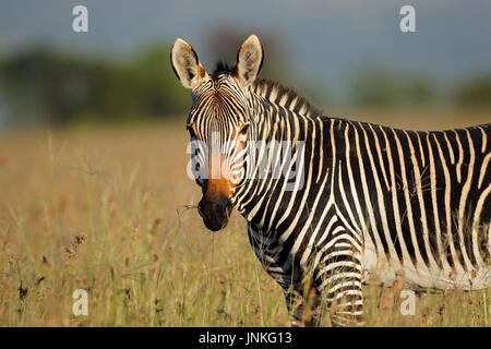 Ritratto di un capo mountain zebra (Equus zebra), Mountain Zebra National Park, Sud Africa Foto Stock