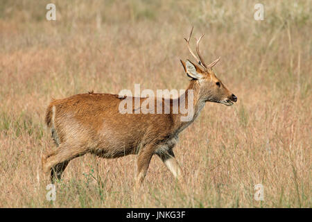 Barasingha maschio o cervo di palude (Rucervus duvaucelii), il Parco Nazionale di Kanha, India Foto Stock