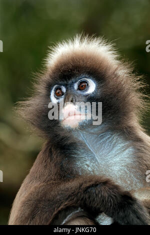 Ritratto di un spectacled langur monkey (Trachypithecus obscurus) Foto Stock
