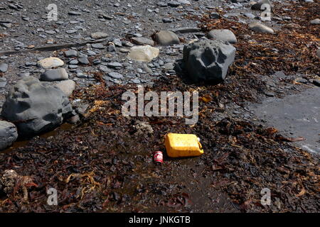 Contenitore di plastica e scartato infamously Coke può tra alghe kelp scisti e lavato fino sulla spiaggia in Dorset Regno Unito Foto Stock