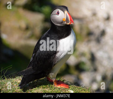 Atlantic puffin nel piumaggio di allevamento Foto Stock