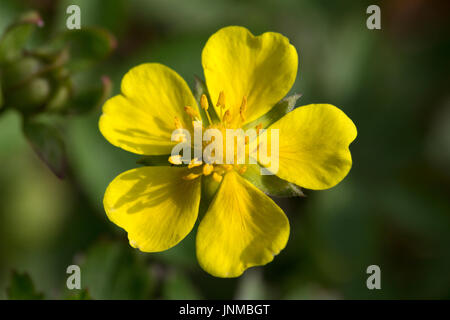 Simulazione di fragole (Duchesnea indica), close-up di fiori Foto Stock