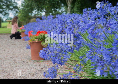 Agapanthus in fiore nel giardino con il sentiero di ghiaia Foto Stock