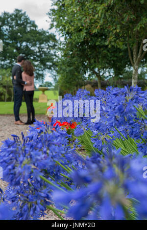 Agapanthus in fiore nel giardino con sentiero di ghiaia e due persone Foto Stock