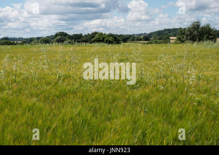 Avena selvatica in un campo di orzo Foto Stock