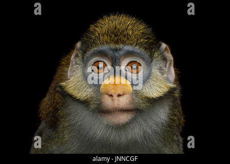 Red-tailed Monkey Foto Stock