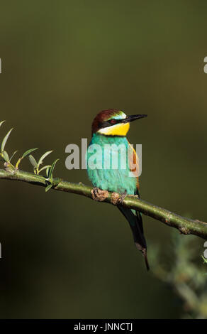 Unione Gruccione (Merops apiaster) Tsiknias Fiume Lesbo Grecia Foto Stock