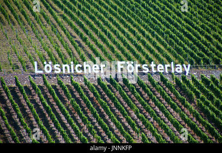 Loesnicher Foersterlay, Riesling, Loesnich, Mittelmosel Renania-Palatinato, Landkreis Bernkastel-Wittlich, Deutschland, Europa |Loesnicher Foersterlay, Foto Stock