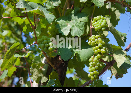 Weinreben mit Trauben bei Bernkastel-Kues, Mittelmosel, Landkreis Bernkastel-Wittlich Renania-Palatinato, Deutschland, Europa | Vigne, viticoltura, Foto Stock