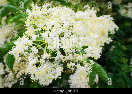 Lâ Elderflower. Il sambuco Sambucus nigra flowerhead. Fiori bianchi infiorescenza crescente su nero sambuco blooming arbusto. Pomerania, Polonia. Foto Stock