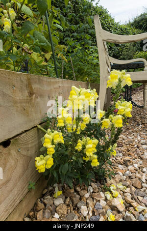 Auto seminate giallo bocche di leone (Antirrhinum) cresce al di fuori del lato di un rilievo letto vegetale. Foto Stock