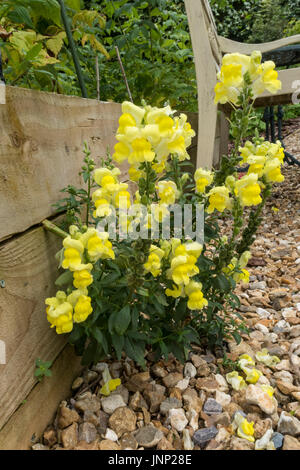 Auto seminate giallo bocche di leone (Antirrhinum) cresce al di fuori del lato di un rilievo letto vegetale. Foto Stock