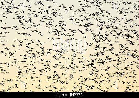 Grande Gregge di jackdaws battenti in silhouette contro il cielo di sera Foto Stock