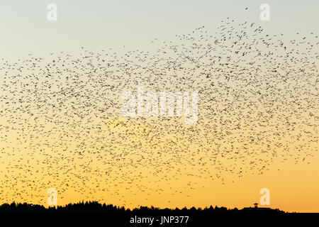 Grande gregge di jackdaws in silhouette contro il cielo di sera sulla foresta Foto Stock