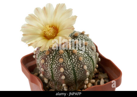 Primo piano della fioritura cactus con un unico fiore Astrophytum asterias crescente nella pentola Foto Stock