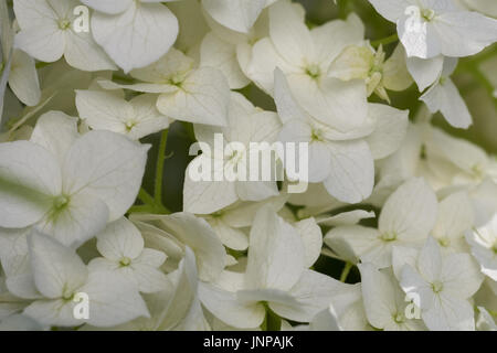 Close up fiore bianco Hydrangea arborescens Foto Stock