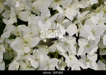 Close up fiore bianco Hydrangea arborescens Foto Stock