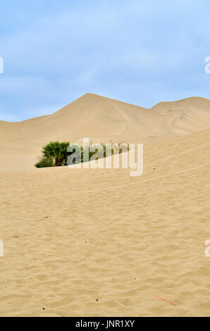 Esplorare il deserto Foto Stock