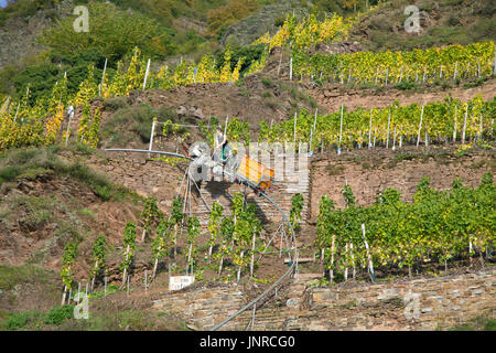 Vendemmia con ferrovia monorack presso la ripida Calmont vigna Bremm, Moselle, Renania-Palatinato, Germania, Europa Foto Stock