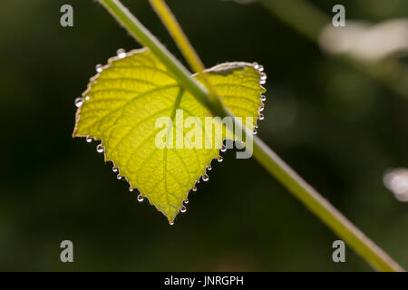 Mattina gocce di rugiada su foglie di uva Foto Stock