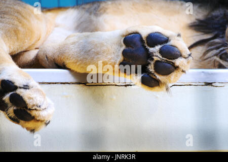 Paw di Sleeping Lion in gabbia Zoo Foto Stock