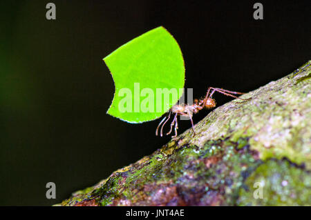 Leafcutter ant (Atta cephalotes) lavoratore sta portando il segmento di foglia. Foto Stock