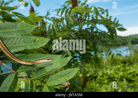 Una chiusura di un nastro orientale Snake di arrampicata in una struttura ad albero Foto Stock