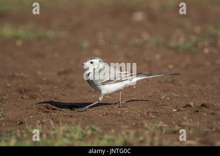 White wagtail a vira Dam, Pune Foto Stock