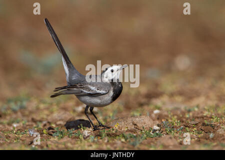 White wagtail a vira Dam, Pune Foto Stock
