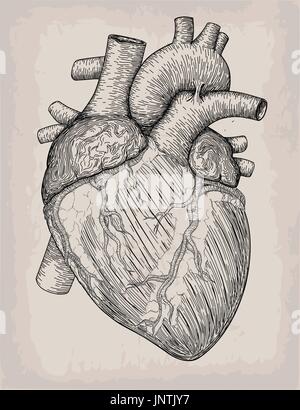 Cuore umano disegnato a mano. Schizzo anatomico. Medicina, illustrazione vettoriale elemento di incisione. Alta anatomica dettagliata arte del tatuaggio Elemento di design Illustrazione Vettoriale