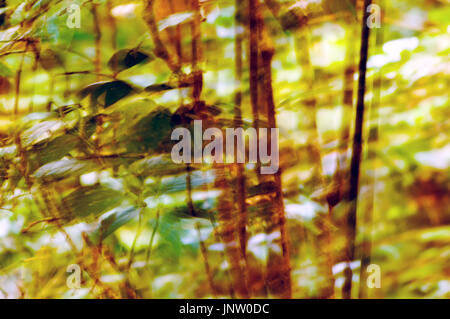 Abstract sfocata foto di sfondo della foresta pluviale tropicale con movimento surreale effetto di sfocatura. Foto Stock