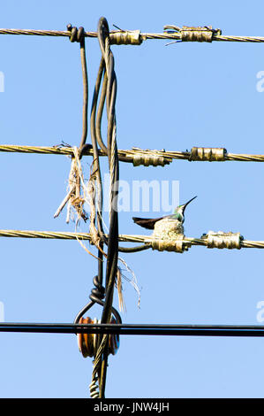 Hummingbird nidi su un impianto elettrico in Costa Rica, Manzanillo. Foto Stock