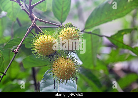 Close up disordinati capelli rambutan giallo frutti nella struttura ad albero in Kerala, India. Foto Stock