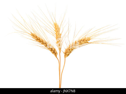 Spighe di grano isolato su sfondo bianco. Foto Stock