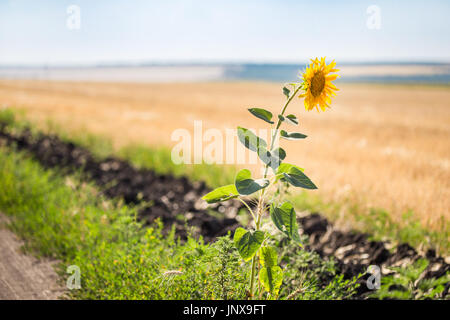 Da solo singolo girasole sul bordo rurale della strada sterrata e campo di grano dopo la mietitura. Luminose scene rustiche. Foto Stock