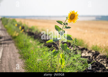 Da solo singolo girasole sul bordo rurale della strada sterrata e campo di grano dopo la mietitura. Luminose scene rustiche. Foto Stock