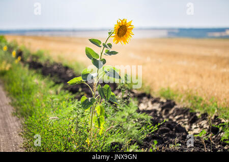 Da solo singolo girasole sul bordo rurale della strada sterrata e campo di grano dopo la mietitura. Luminose scene rustiche. Foto Stock