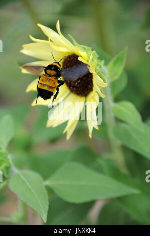 I girasoli e i bombi Foto Stock