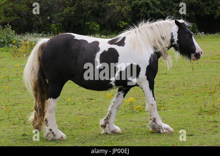 Hatton Cross. Londra, Regno Unito. 31 Luglio, 2017. Cavalli al pascolo nel campo su un secco e giornata di sole a Hatton Cross. Credito: Dinendra Haria/Alamy Live News Foto Stock