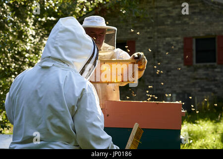 Vernon, Alabama, Stati Uniti d'America. 31 Luglio, 2017. Il colore dorato del miele è il premio che bee keepers sta cercando. Jim e Patti il maggiordomo di Vernon, Alabama ottenere pronto per estrarre il miele dal favo di miele. Il Butler's stavano lavorando le loro api lunedì, 31 luglio 2017. Credito: credito: /ZUMA filo/Alamy Live News Foto Stock