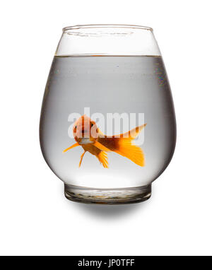 Red carpe Koi guardando la fotocamera con la bocca aperta in un serbatoio in vetro su bianco con tracciato di ritaglio Foto Stock