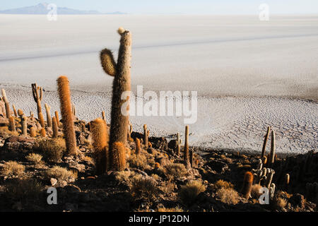 Isla del pescado (pesce isola), Uyuni saline, Bolivia, Sud America Foto Stock