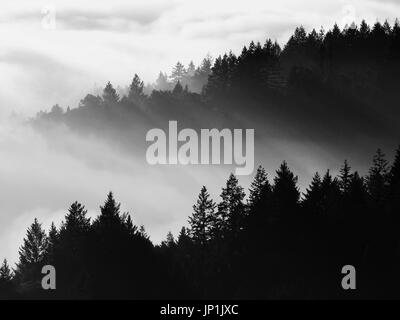 Ombre spettacolari attraverso la nebbia espressi da alberi di pino colpito dalla luce del sole, in bianco e nero Foto Stock