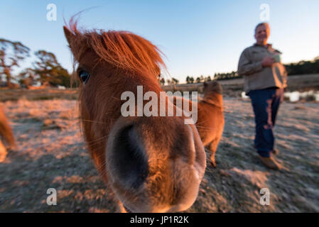 Primo piano di un cavallo in miniatura in un paddock la mattina presto in una fattoria australiana con più famoso in background Foto Stock