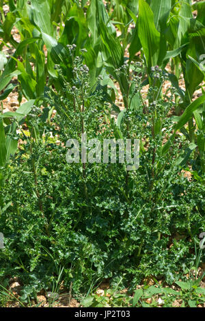 Creeping thistle, Cirsium arvense, inizio a fiore in una coltivazione di granturco raccolto, Berkshire, Luglio Foto Stock