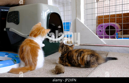 British santuario degli animali - Zenzero e Tortie gattini guardando un altro gattino nero in litterbox giocando con una piuma Foto Stock