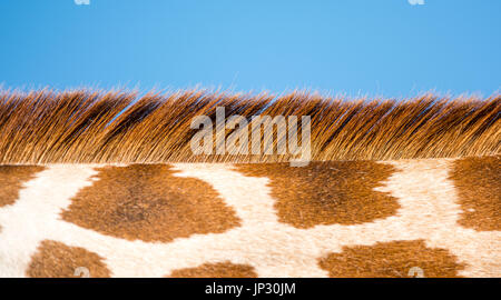 La giraffa collo, close up Foto Stock