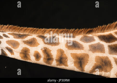 La giraffa collo, close up Foto Stock